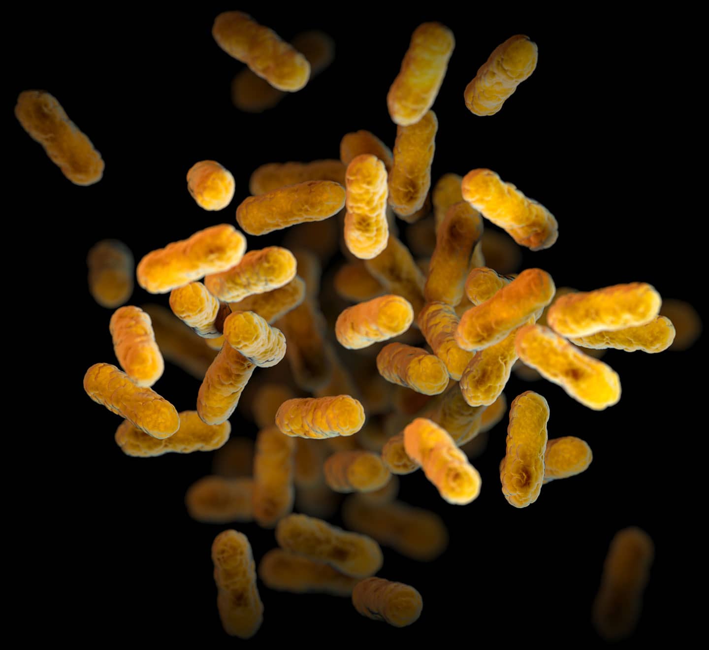 Computer-generated image of Bordetella pertussis bacteria.