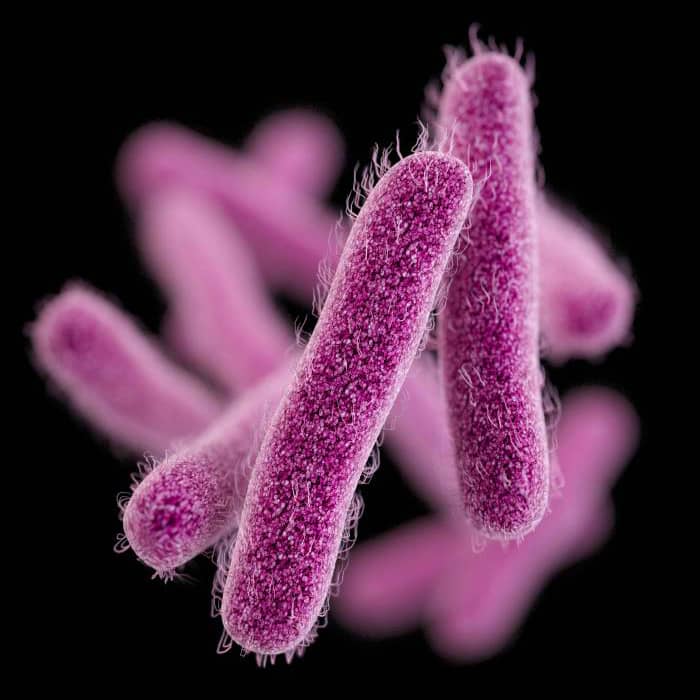 Computer-generated image of rod-shaped, drug-resistant, Shigella sp. bacteria. 