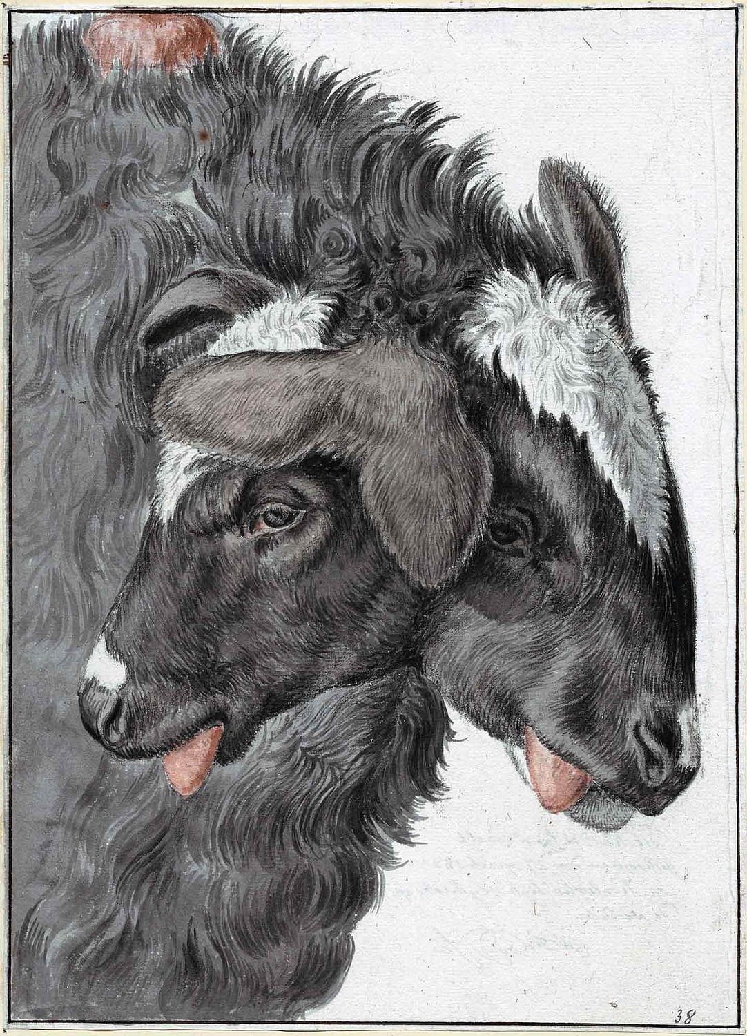 Drawing of a sheep with two heads.