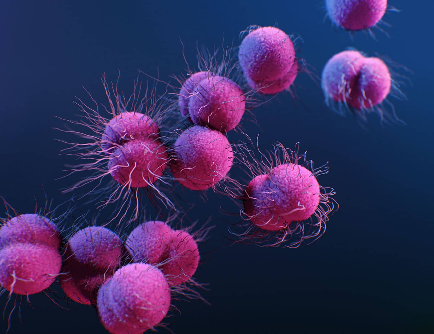 Medical illustration of drug-resistant, Neisseria gonorrhoeae bacteria